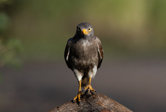 Rufous-winged Buzzard (Butastur liventer) perched on a curved branch against a blurred green background.