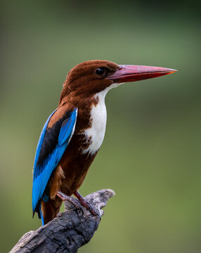 White-throated kingfisher bird perched on a branch with green background.