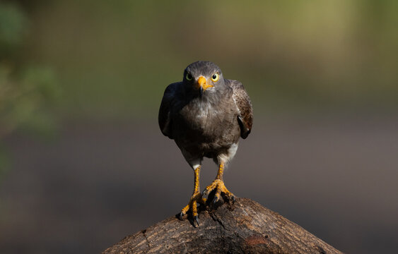 Rufous-winged Buzzard (Butastur liventer) perched on a curved branch against a blurred green background.
