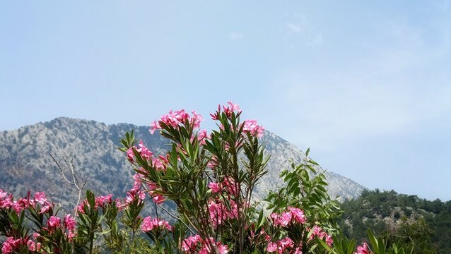 Pink Oleander Flowers with Mountain Landscape