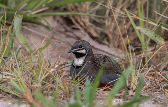 Blue-breasted Quail Malesbird on the ground with grass background.