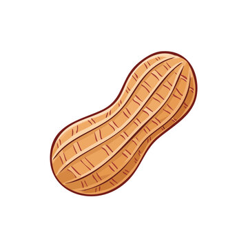 Single Peanut Illustration with Textured Shell