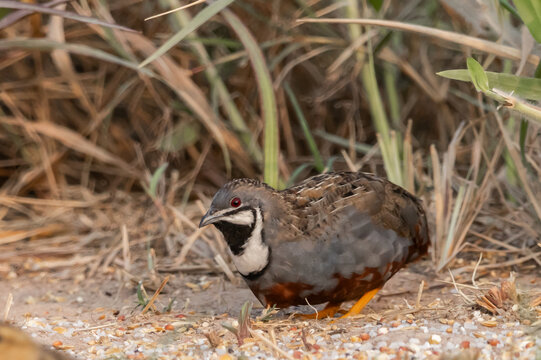 Blue-breasted Quail Malesbird on the ground with grass background.