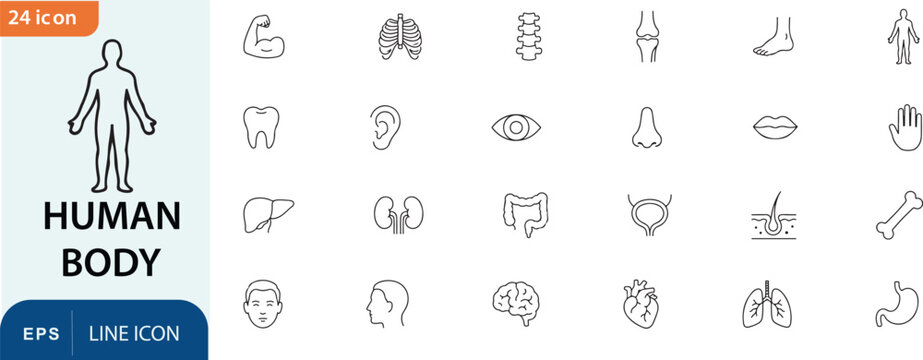 Human body line icons set