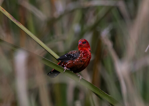 Red Avadavat ,Strawberry Finch Because it has a strawberry-like color during the breeding season.
