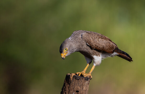 Close up of a Rufous-winged Buzzard (Butastur liventer) bird with yellow eyes looking at camera.