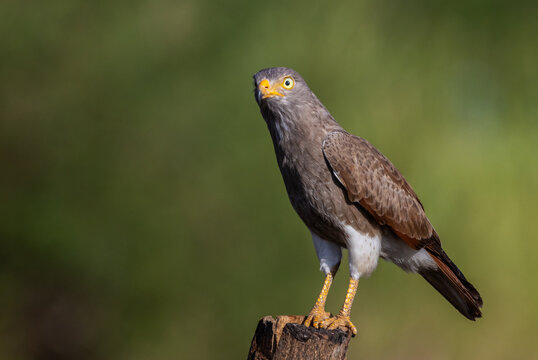 Close up of a Rufous-winged Buzzard (Butastur liventer) bird with yellow eyes looking at camera.