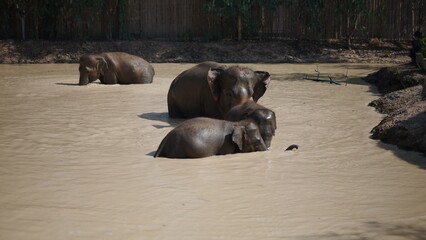 Asian elephant family taking a muddy bath, cooling off in a natural water pool © FranciscoJavier