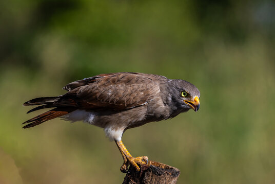 Rufous-winged Buzzard (Butastur liventer) perched on a wood stump with open beak screaming.