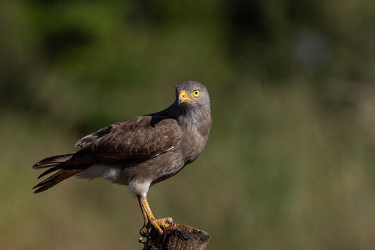 Rufous-winged Buzzard (Butastur liventer) perched on a wood stump with open beak screaming.