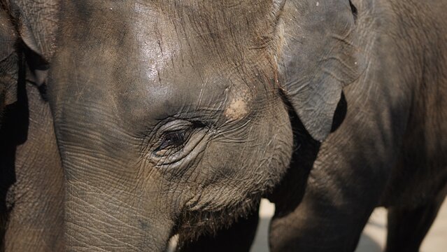 Elephant's eye and wrinkled skin close up, showing detail and texture
