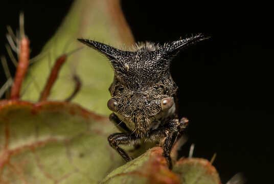 Strange treehopper macro close up shot.