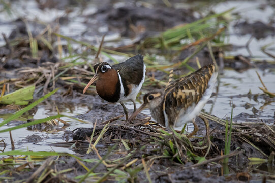 Greater painted-snipe On the ground in the field.