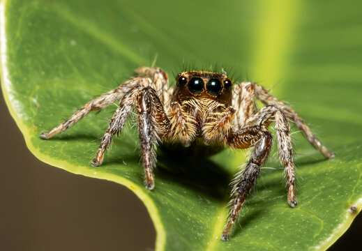 Jumping spider Which comes from the distinctive characteristics of fighters who can fly far to hunt prey.