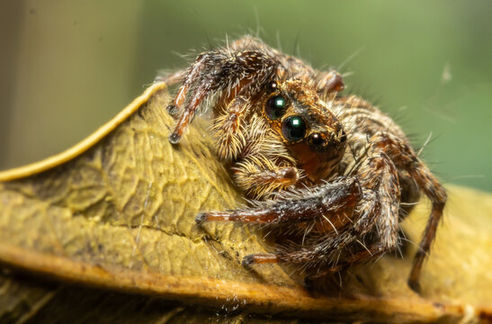 Jumping spider Which comes from the distinctive characteristics of fighters who can fly far to hunt prey.