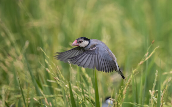 Java sparrow They live in rice fields and usually live in flocks. 