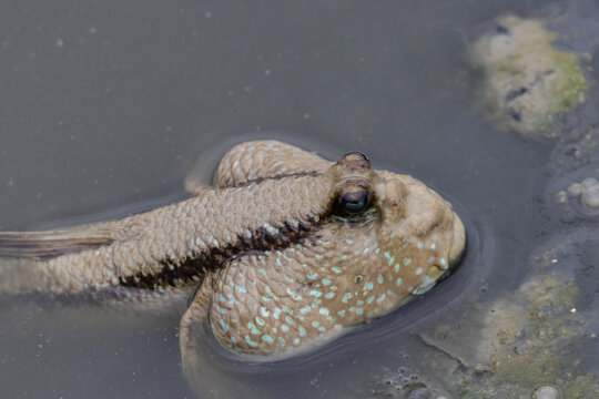Close-up of a mudskipper with inflated cheeks in the water.