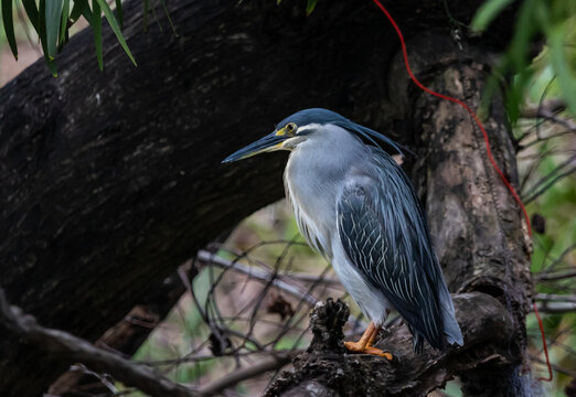 Striated Heron Migratory bird found in streams, rivers, water sources in urban areas and water sources in forests.