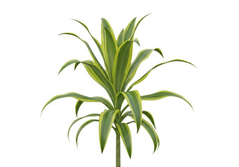 Fototapeta premium A close-up view of a tall green ornamental grass plant with slender leaves isolated on white background