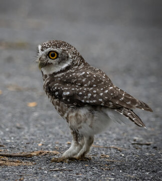 Spotted owlet (Athene brama) It is a type of bird of prey such as an owl. that can be found in Thailand