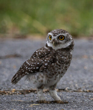Spotted owlet (Athene brama) It is a type of bird of prey such as an owl. that can be found in Thailand