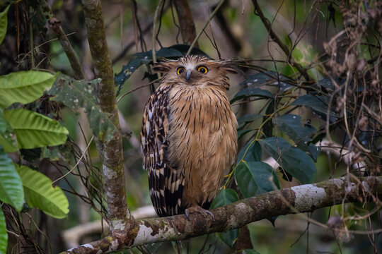 Buffy Fish Owl A large owl with a brown-orange body, long, upright feathers resembling ears, large, round yellow eyes, and a brighter brown overall body than other owls.
