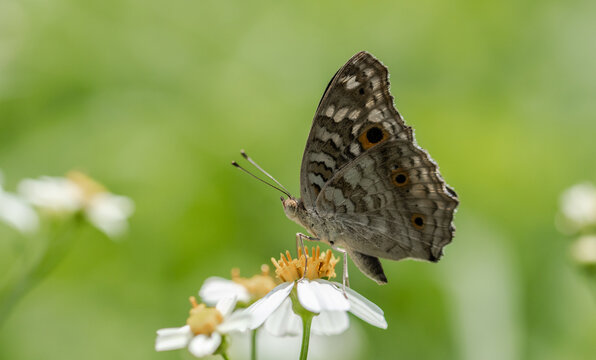 The Lemon Pansy  (Junonia lemonias) Male and female butterflies have brown wings, orange eye spots, and faded yellow spots.
spread on front wings The back wings have clearly visible eye spots.