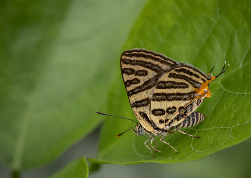 Spindasis syama terana (Club Silverline) on the green leaf macro shot.