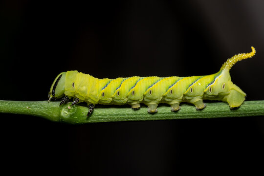 Green Hornworm Caterpillar Crawling on Stem with Black Background.