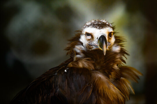 Close-up of a vulture's head and upper chest