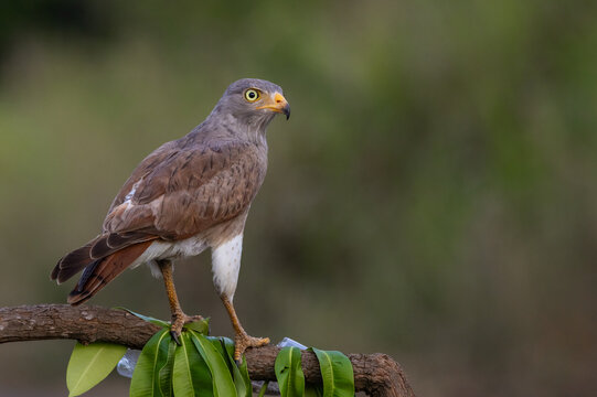 Close-up portrait of a Rufous-winged Buzzard (Butastur liventer) with yellow eyes sitting on a tree branch.