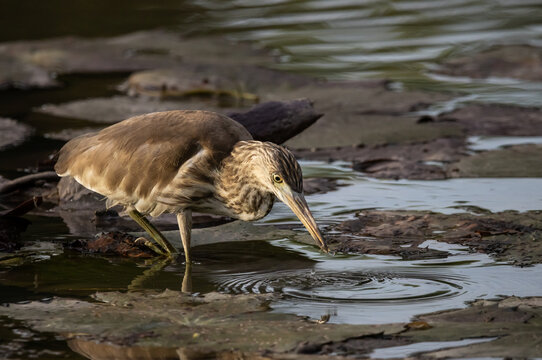 Chinese Pond Heron hunting on lily pads.