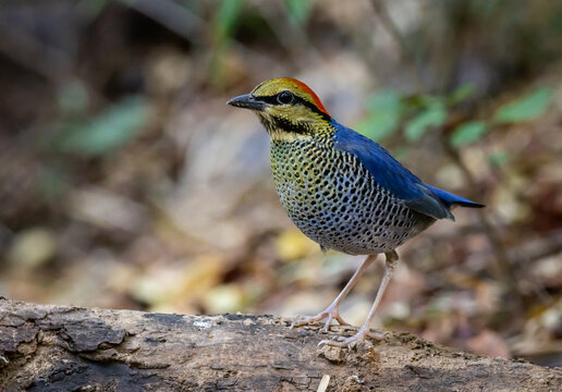 Blue Pitta (Hydrornis cyaneus) male perched on a mossy log in the tropical forest.