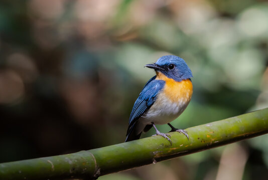 Hill Blue Flycatcher perched on a branch in the forest.