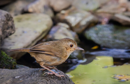 Buff-breasted babbler (Pellorneum tickelli) Bird Near Water Stream.