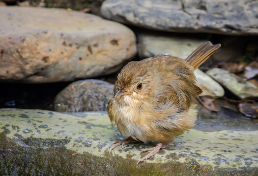 Buff-breasted babbler (Pellorneum tickelli) Bird Near Water Stream.