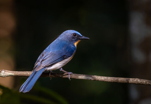 Hill Blue Flycatcher perched on a branch in the forest.