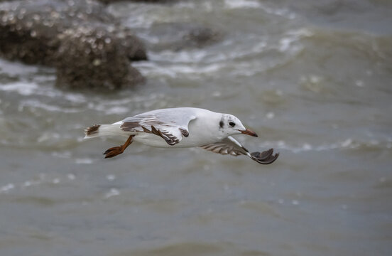 Brown-headed Gull flying over the sea coast.