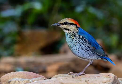 Beautiful colorful bird Blue Pitta standing on stone with natural blurred background.