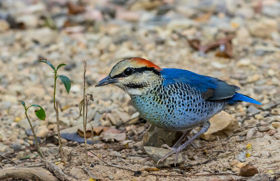 Male Blue Pitta (Hydrornis cyaneus) standing on the ground.