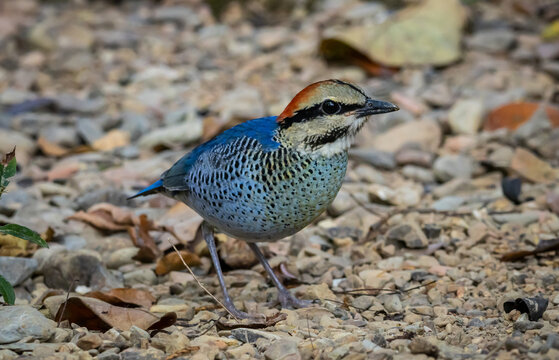 Male Blue Pitta (Hydrornis cyaneus) standing on the ground.