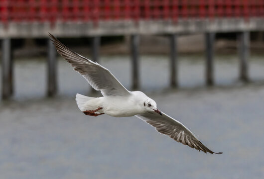 Brown-headed Gull flying over the sea coast.