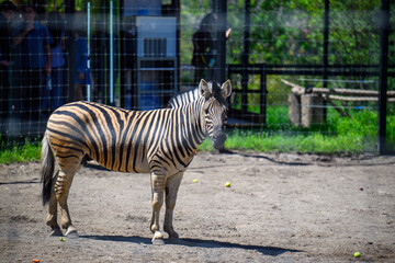Obraz premium Adult zebra in zoo habitat
