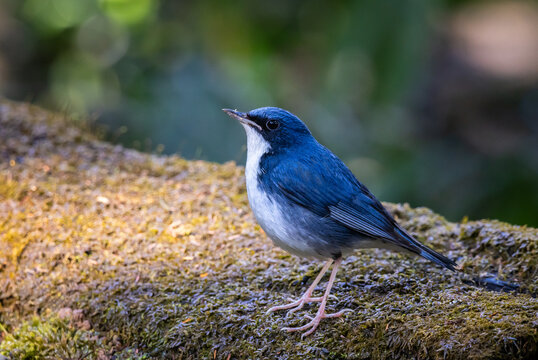 Male Siberian Blue Robin Perched on Mossy Log.