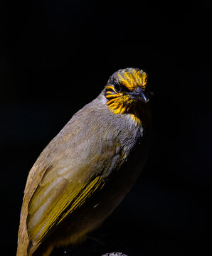 Golden Highlights Stripe-throated Bulbul in Dramatic Lighting.