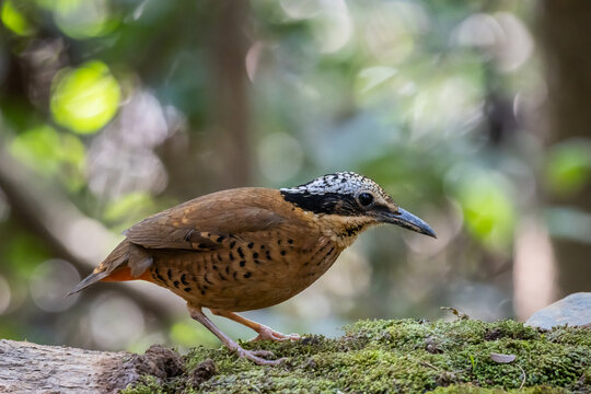 Eared Pitta bird on a mossy log.