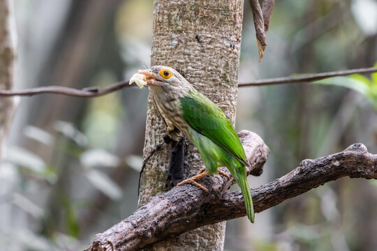 Lineated Barbet (Psilopogon lineatus) Perched on a Dry Tree Branch in a Natural Forest Habitat.