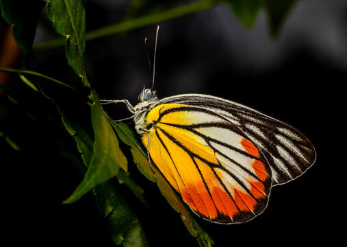 Delias hyparete indica (Painted Jezebel) perched on a green leaf with dark black background.