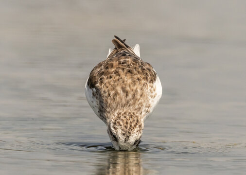 Critically Endangered Spoon-billed Sandpiper foraging in mudflat  Thailand.