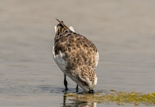 Critically Endangered Spoon-billed Sandpiper foraging in mudflat  Thailand.